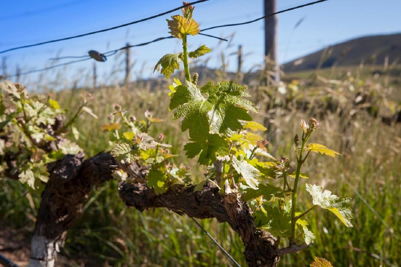 Domaine Coutelier Διαμέρισμα Στέλενμπος Εξωτερικό φωτογραφία
