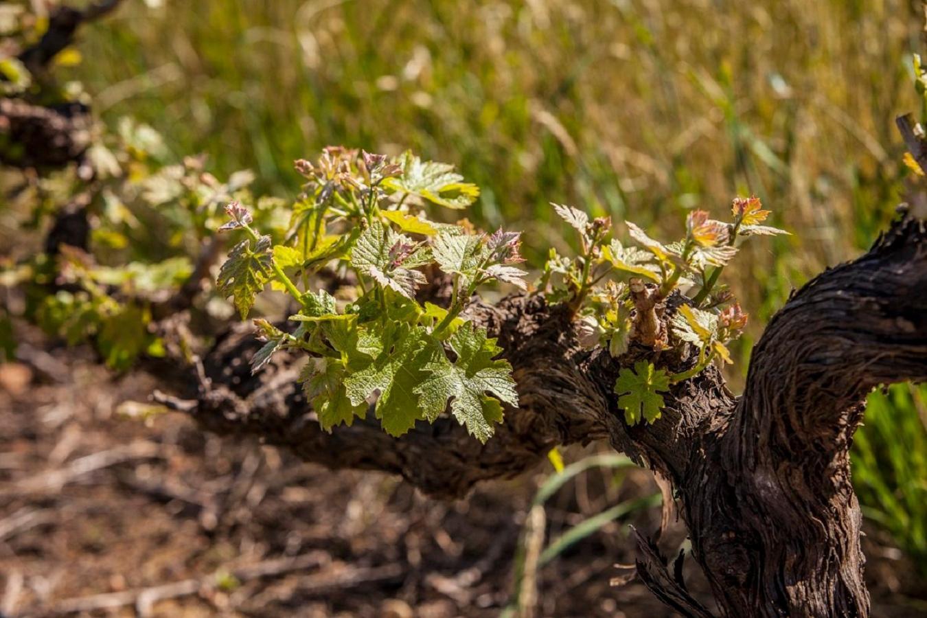 Domaine Coutelier Διαμέρισμα Στέλενμπος Εξωτερικό φωτογραφία