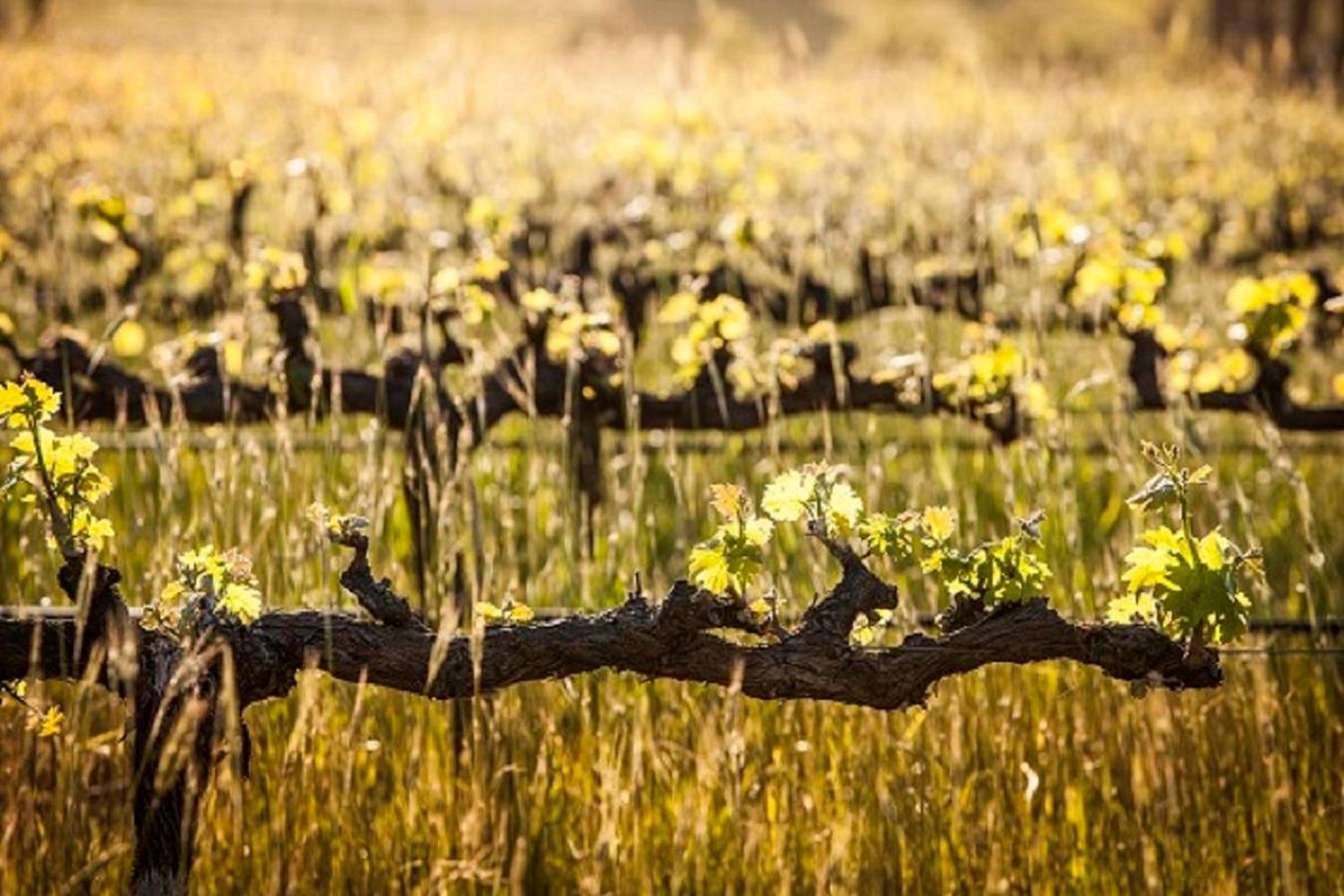 Domaine Coutelier Διαμέρισμα Στέλενμπος Εξωτερικό φωτογραφία