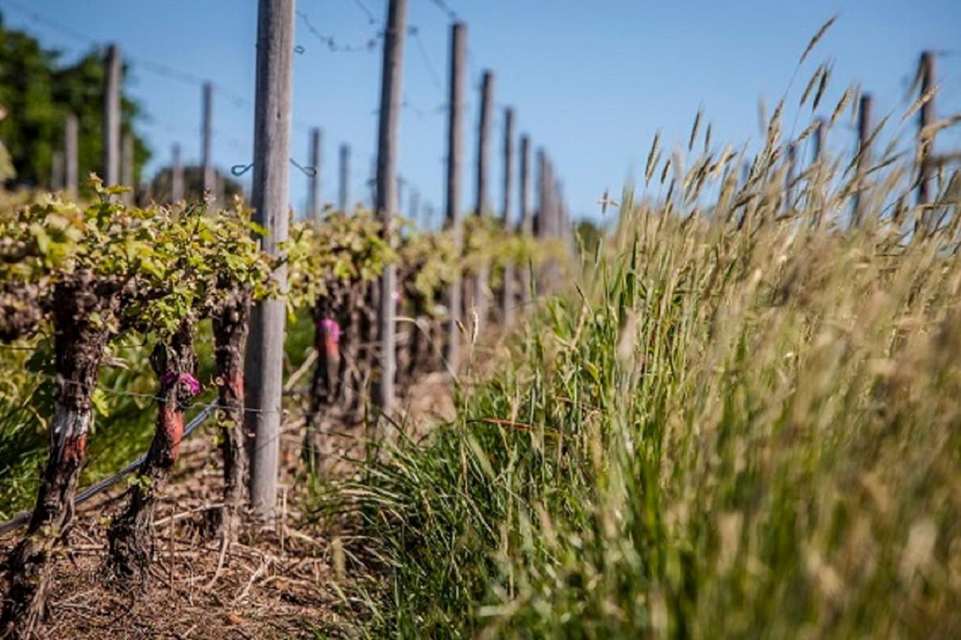 Domaine Coutelier Διαμέρισμα Στέλενμπος Εξωτερικό φωτογραφία