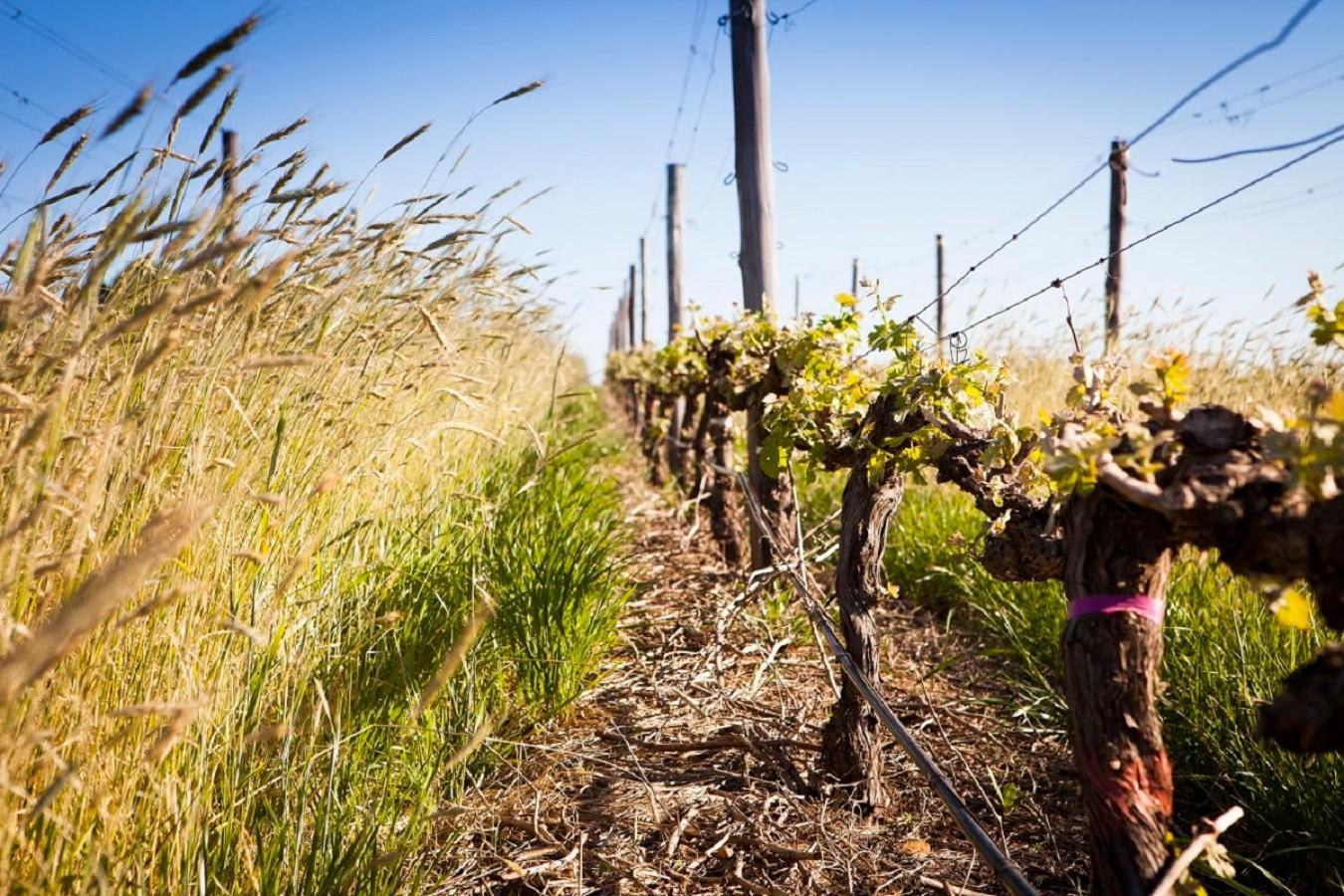 Domaine Coutelier Διαμέρισμα Στέλενμπος Εξωτερικό φωτογραφία