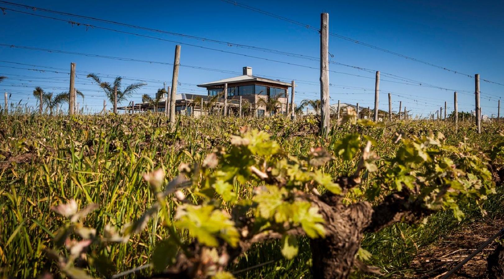 Domaine Coutelier Διαμέρισμα Στέλενμπος Εξωτερικό φωτογραφία