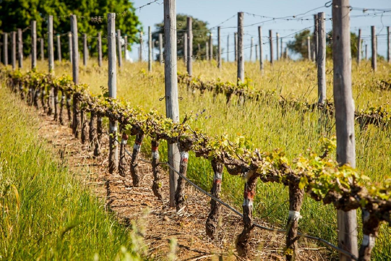 Domaine Coutelier Διαμέρισμα Στέλενμπος Εξωτερικό φωτογραφία