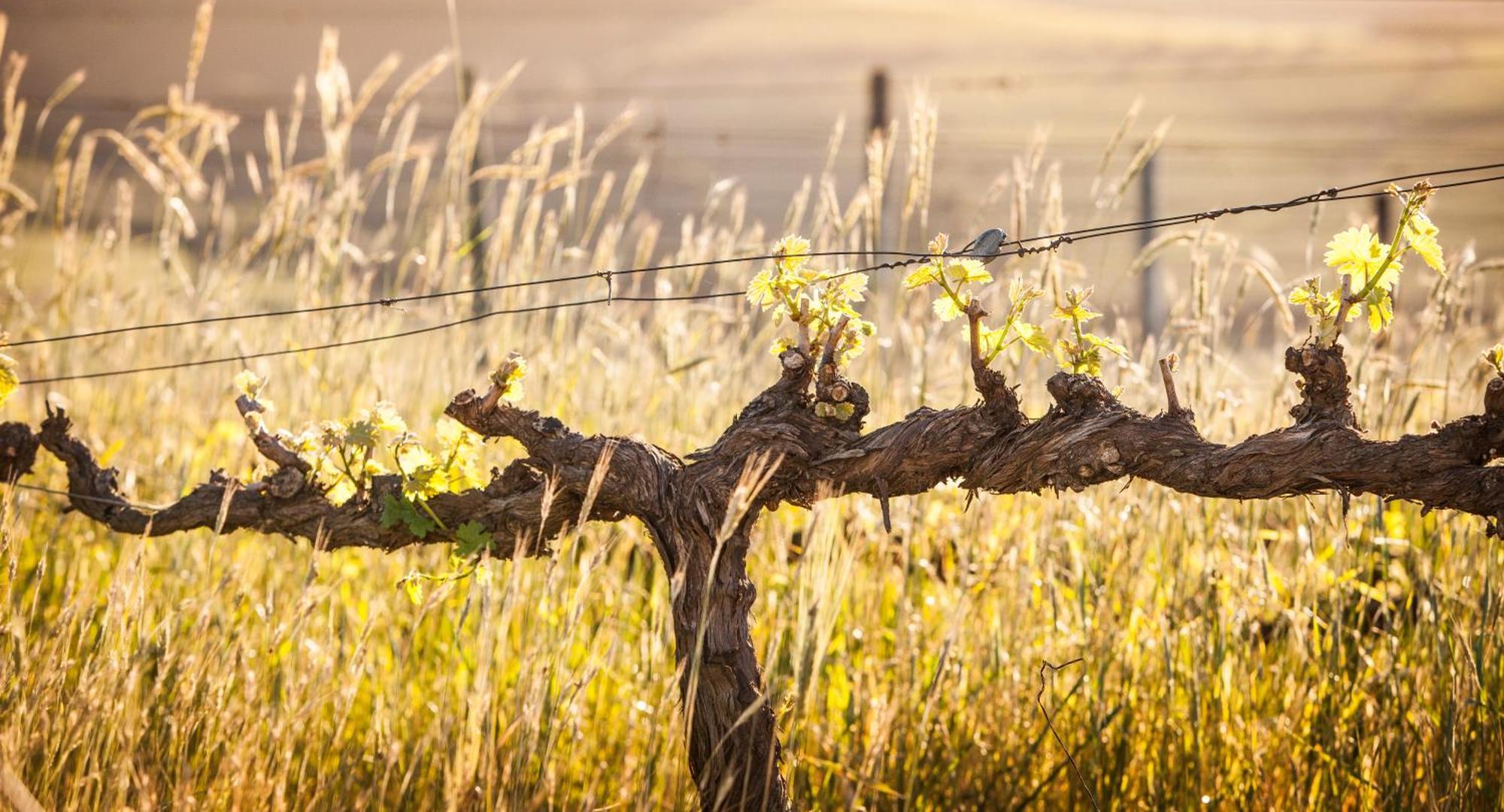 Domaine Coutelier Διαμέρισμα Στέλενμπος Εξωτερικό φωτογραφία
